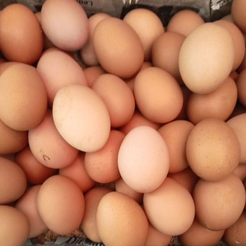 

Telur Ayam Negeri
