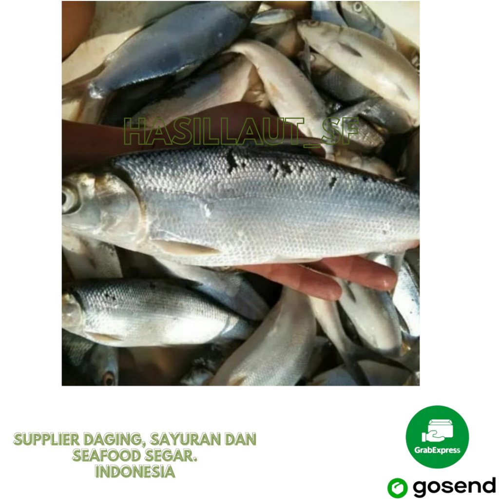 

Ikan Bandeng segar harian 1Kg Size1Ekor