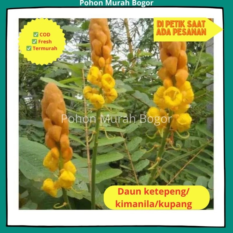 

Daun Ketepeng Madat HARGA PERLEMBAR / Daun Ketepeng Obati Gatal Kulit Ampuh / DAUN KIMANILA / Daun Kupang / Daun Ketepeng Cina Ampuh Obati Gatal Kulit Alami