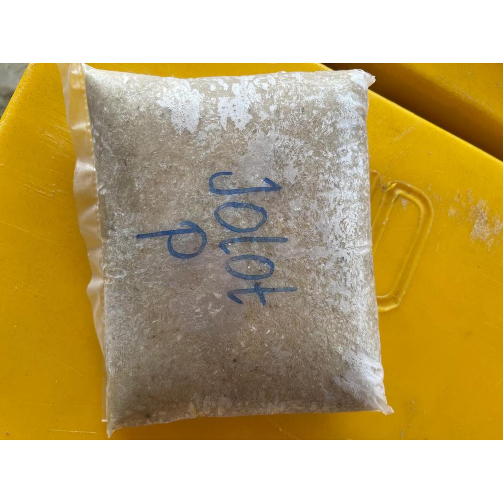 

Ikan Giling, Jenis Ikan Jolot P