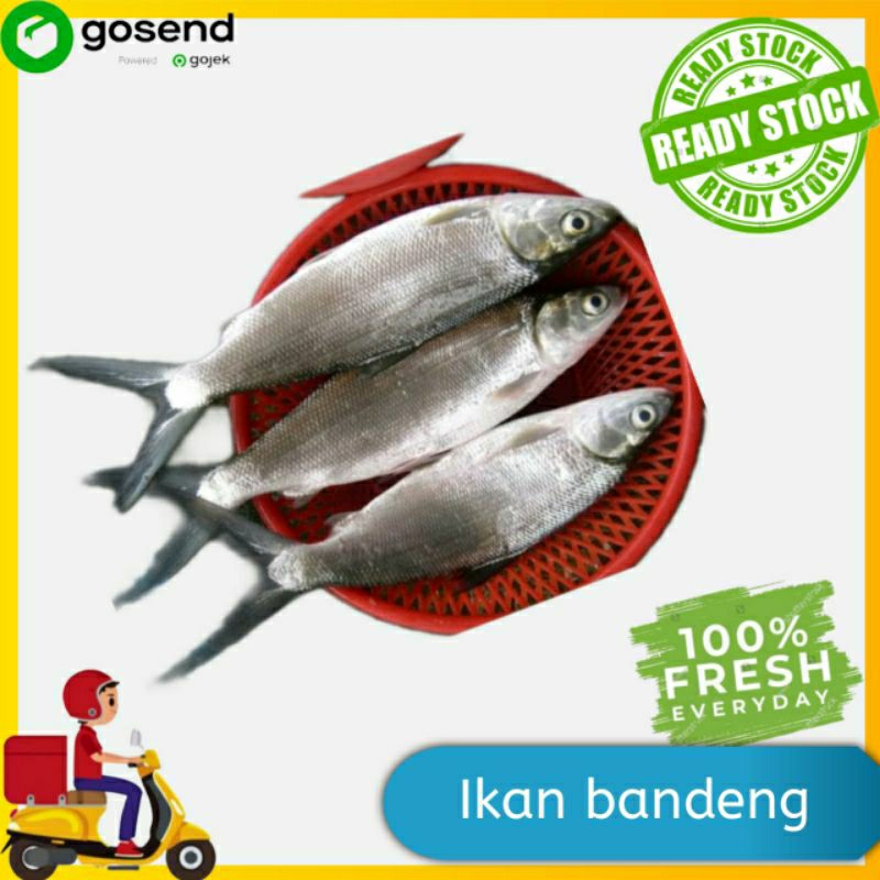 

Ikan bandeng - ikan segar - Sayuran Segar - Tukang Sayur Palembang