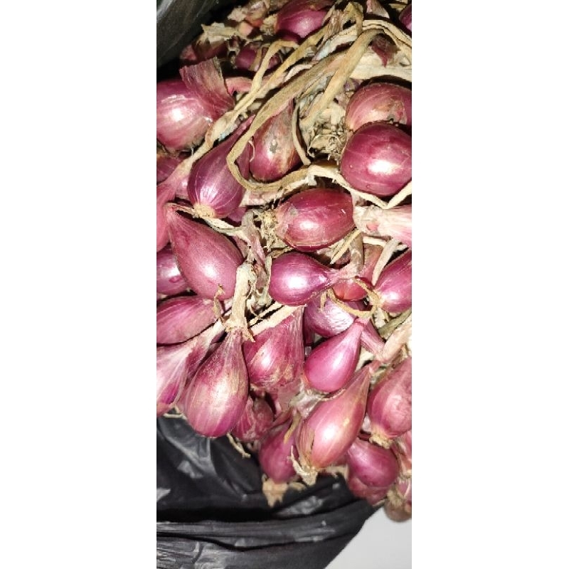 

Bawang Ukuran Sedang 1 kg 2kg 3kg