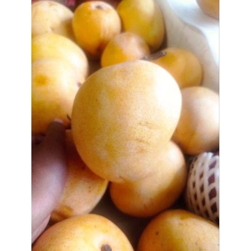 BUAH MANGGA APEL GOLDEN | MANGGA GOLDEN SUPER FRESH 1 Kg