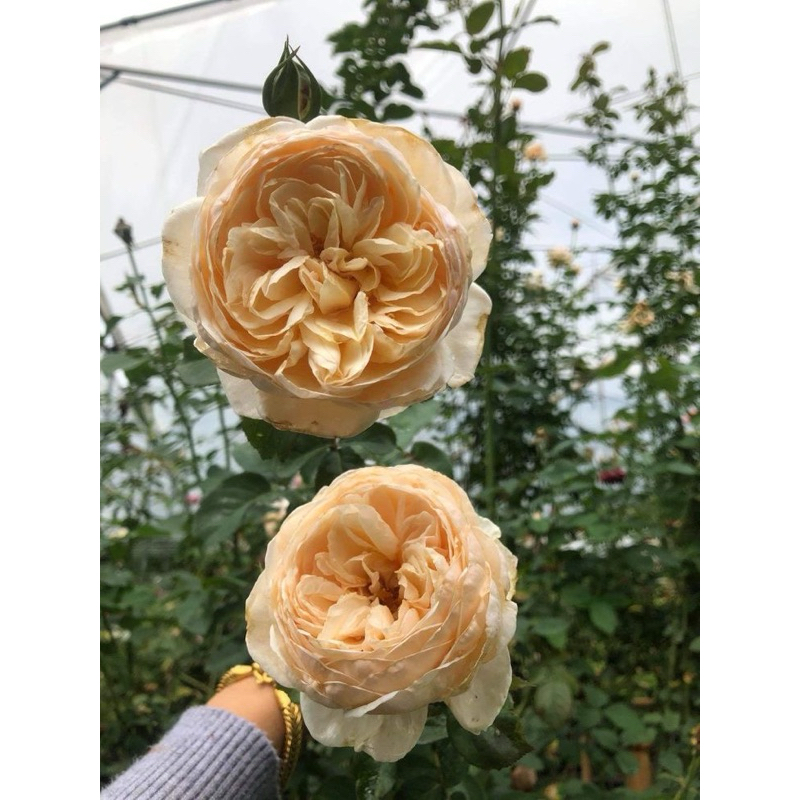 Tanaman Hidup Bunga Mawar Import Alexandrine - Size Indukan