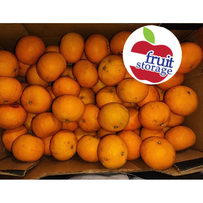 

Jeruk Mandarin Afourer Murcott Egypt 1kg Dekopon Papagan Chunjian Sumo Honey Murcott Import Australia buah impor kupas nadorcott