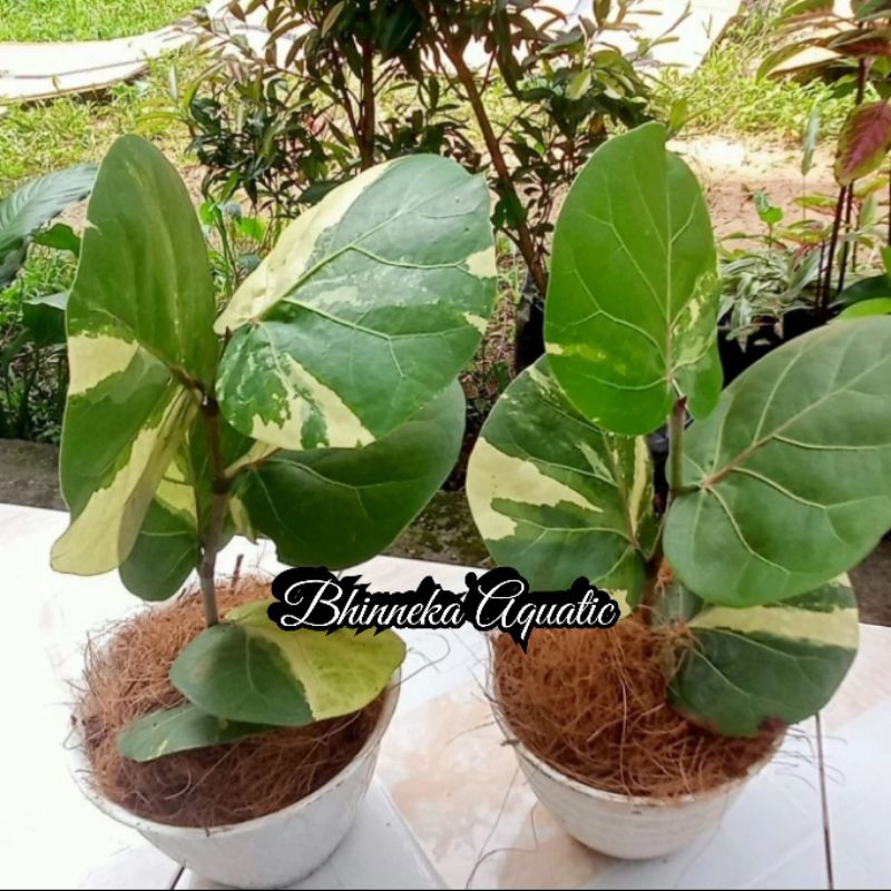 Anggur Laut Ketapang Laut Coccoloba varigata Cocoloba Bibit Murah