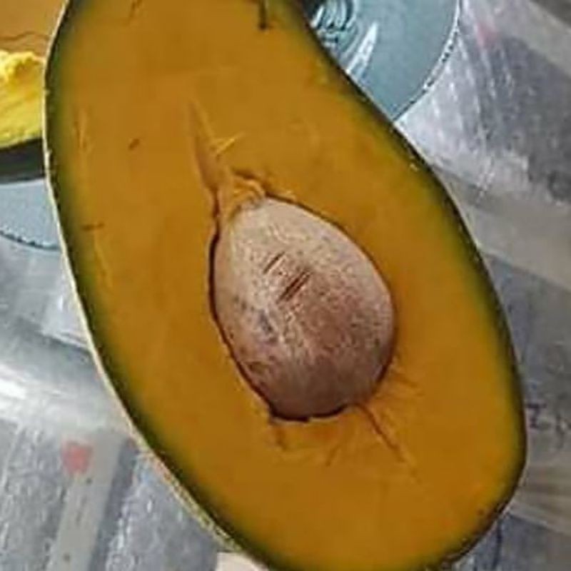 Bibit Alpukat Yamagata Super | Bibit Benih Tanaman Buah Alpukat Yamagata Super Unggul