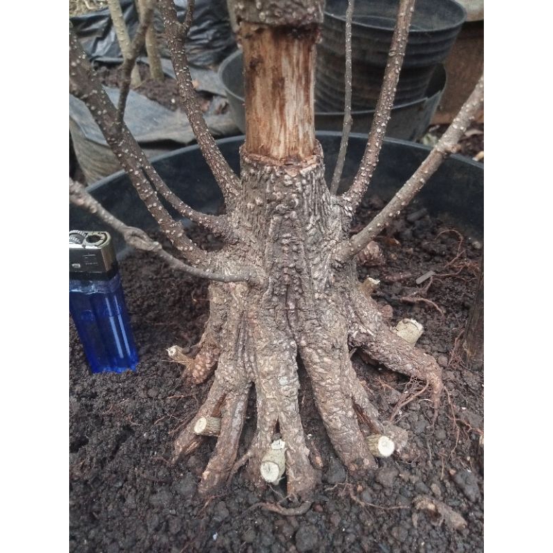 bahan bonsai kimeng progam pecah batang