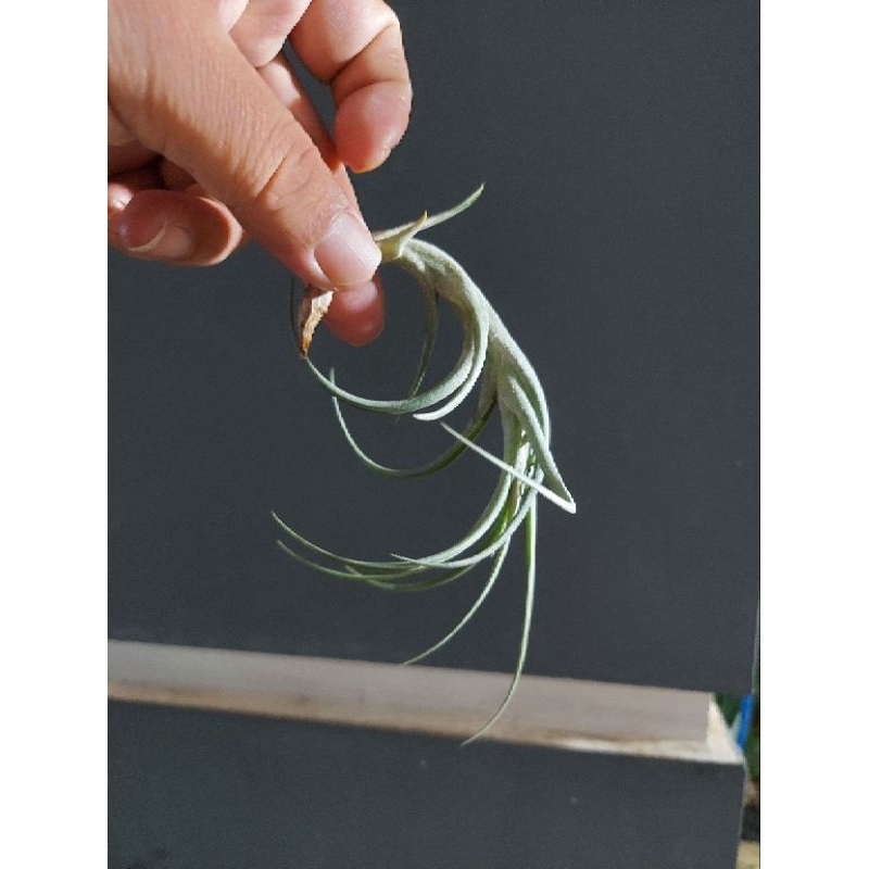 Tillandsia Bergeri small
