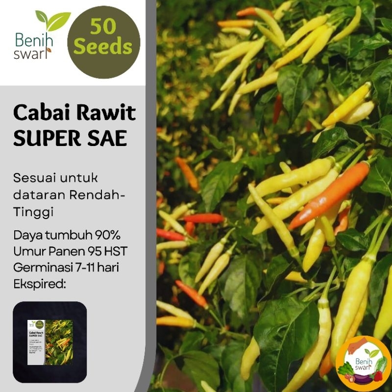 Benih Swari: (Isi 50 Butir) Benih Cabe / Cabai Rawit Pedas SUPER SAE Tahan Rontok