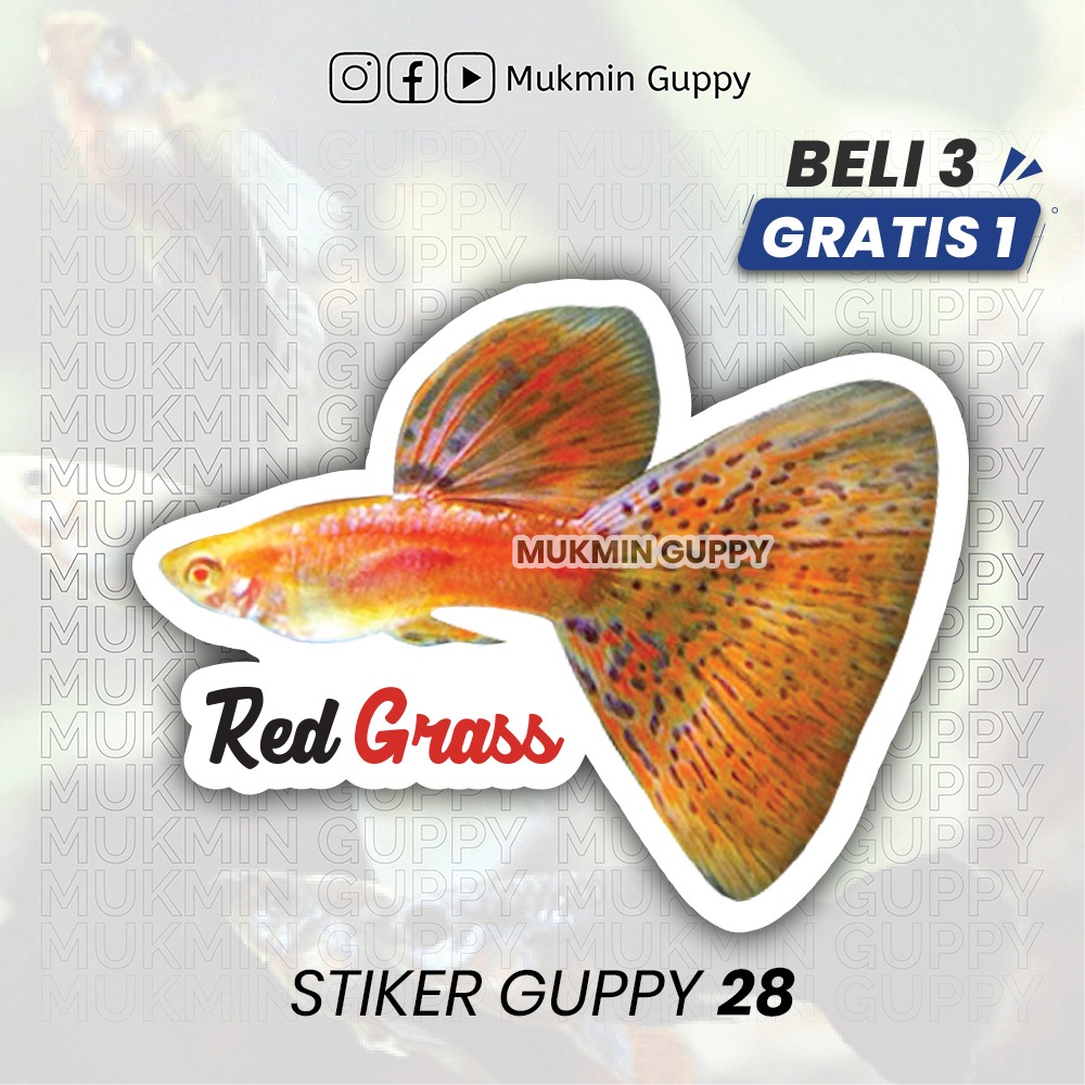 

Stiker Guppy (17) Red Grass