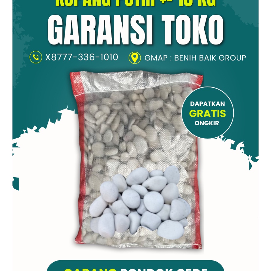 V44859 1 Kg KUPANG PUTIH Batu Taman Koral puth  Sebesar Koin 5 an  1 kg Besar  Kecil