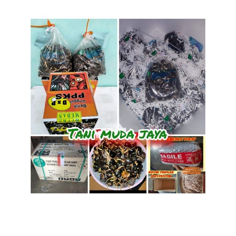 Benih Kecambah Sawit varietas ppks 239 original bersertifikat