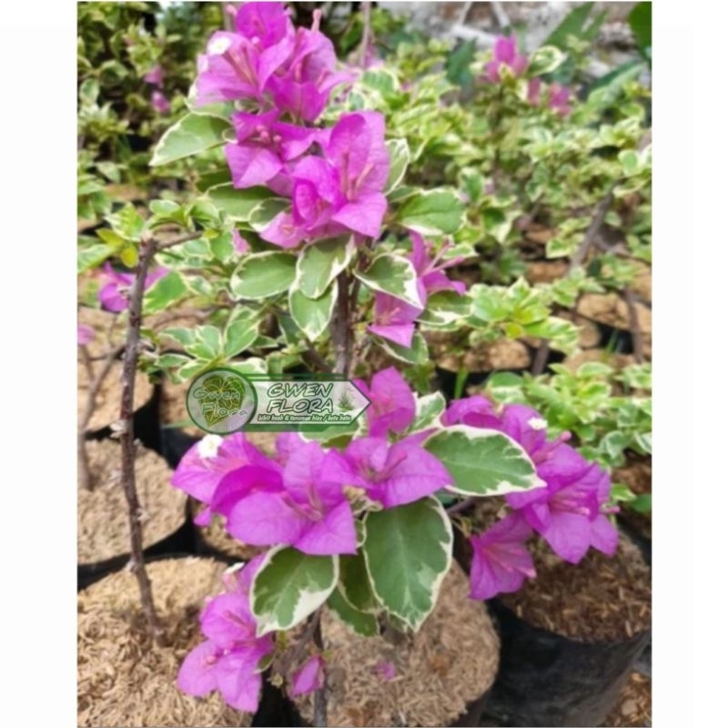 Tanaman Merambat Bougenville Variegata Ungu