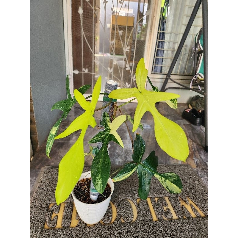 florida beauty (flobe)