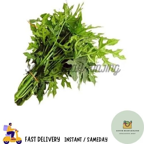 

INSTANT DAUN PEPAYA / DAUN PEPAYA SEGAR / DAUN PEPAYA 1 IKAT / DAUN PEPAYA