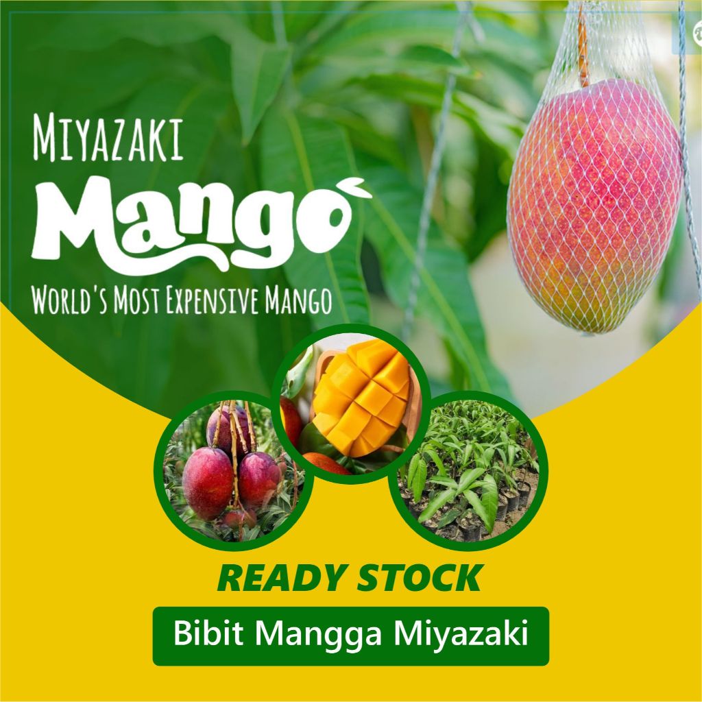 Sakhonashop Pohon Mangga Miyazaki isi 1 Pohon
