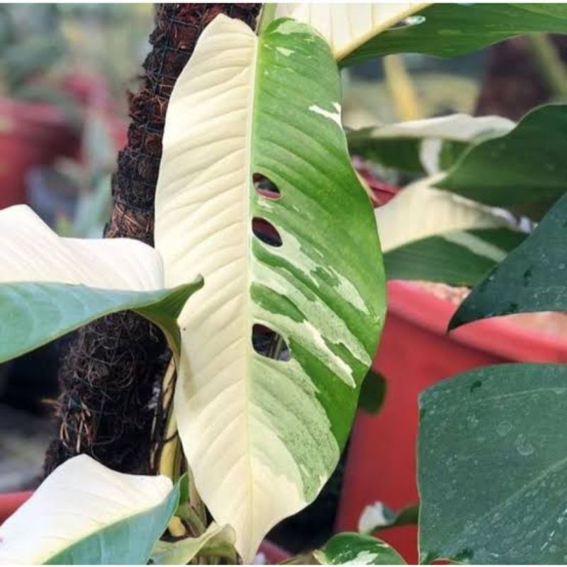 Rhaphidophora Foraminifera Varigata 1-2 Daun Sp. Borneo / Endemik Asli Indonesia Kalimantan Borneo S