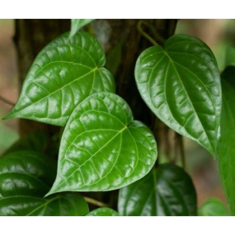 

Daun sirih hijau segar petik langsung 250 gram-az