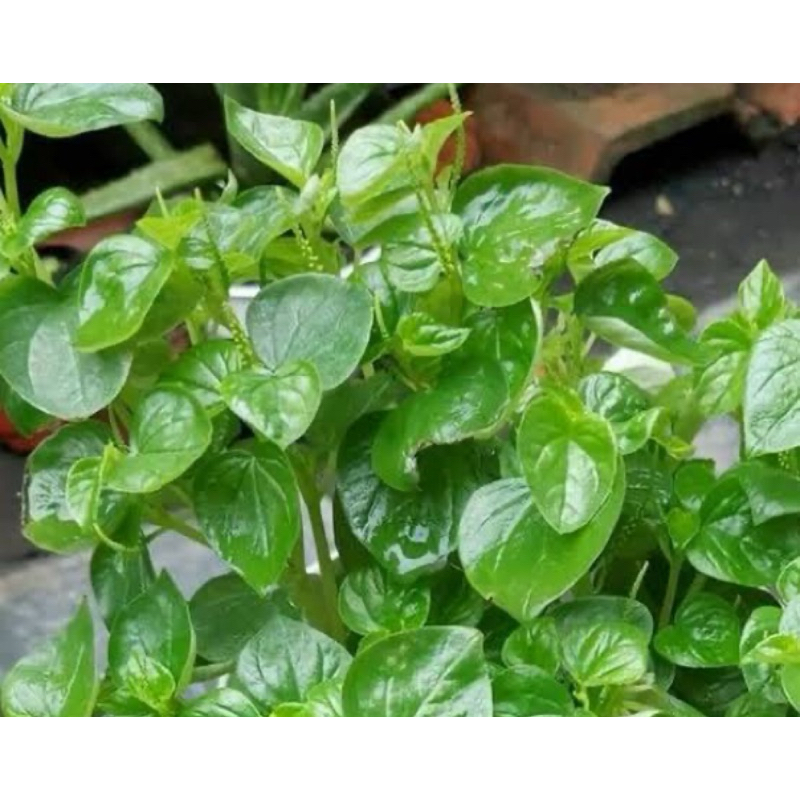 

Daun sirih cina daun suruhan daun ketumpang air 500 gram-az