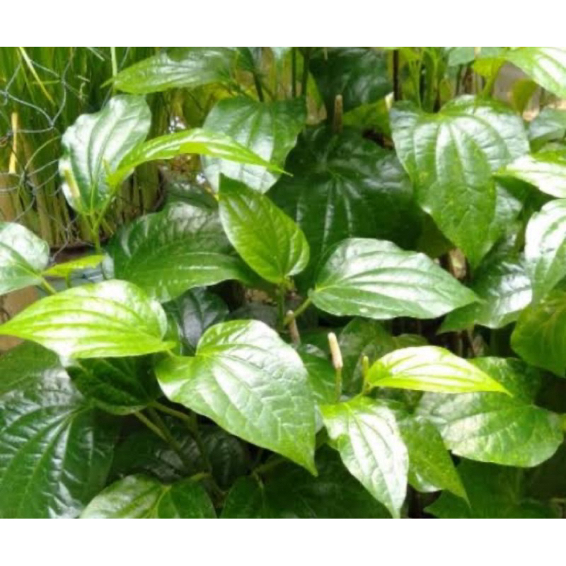 

Daun karuk daun sirih tanah segar petik langsung 200 gram-az