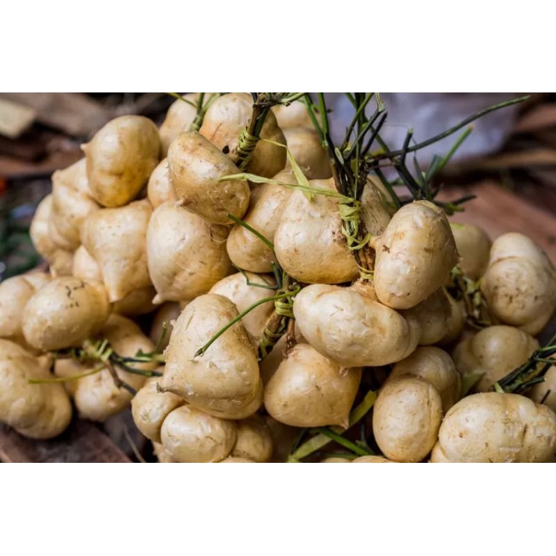 

Buah Bengkoang per 1 kg