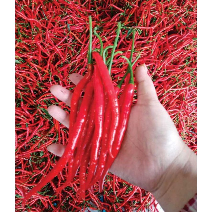 

Cabe keriting merah 100gr