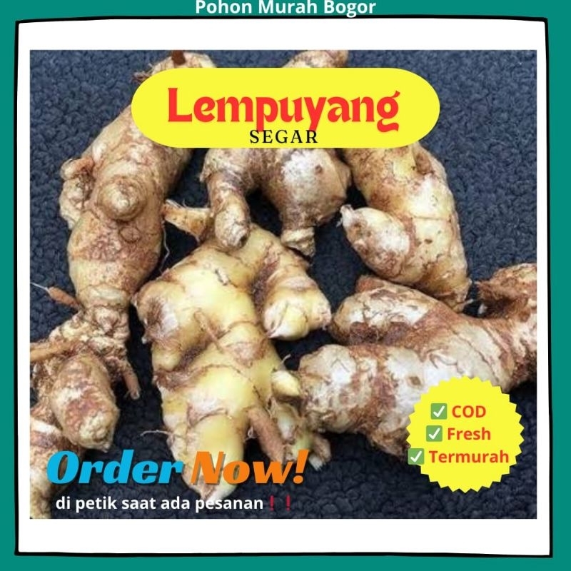 

TERLARIS Lempuyang Segar 250gram