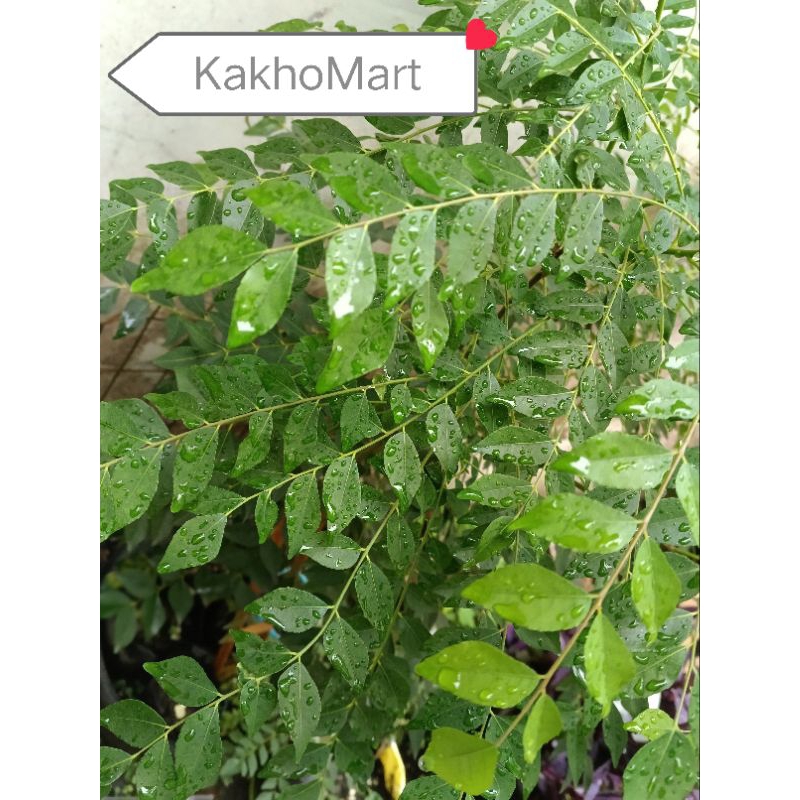 

Daun kari dipetik segar per 1batang