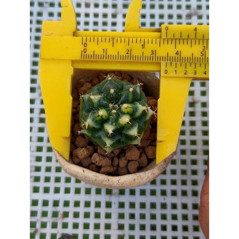 MIHA YELLOW VARIGATA OWNROOT VARIGATA RATA SELECTED//KAKTUS//KAKTUS MURAH//KAKTUS HIAS//KAKTUS LUCU/
