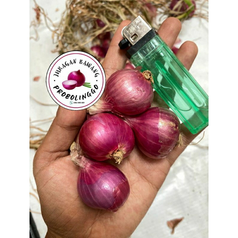 

BAWANG MERAH SUPER MURAH BESAR PILIHAN LOKAL