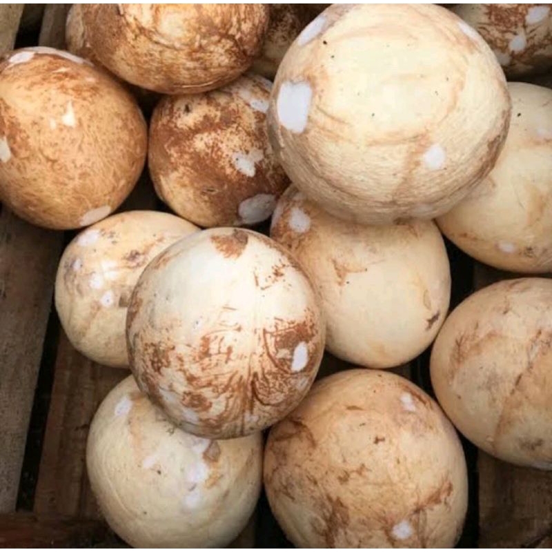 

kelapa tua 5 biji