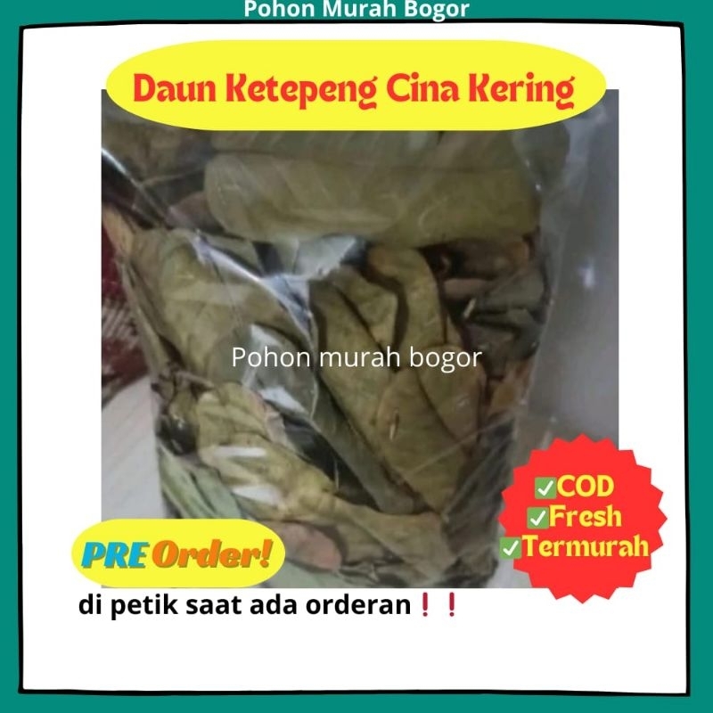 TERBARU DAUN KETEPENG KERING (250 gram) / Daun Ketepeng Kering