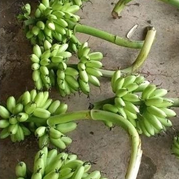 

Pisang Kirana Satu lonjor Lhas Senduro