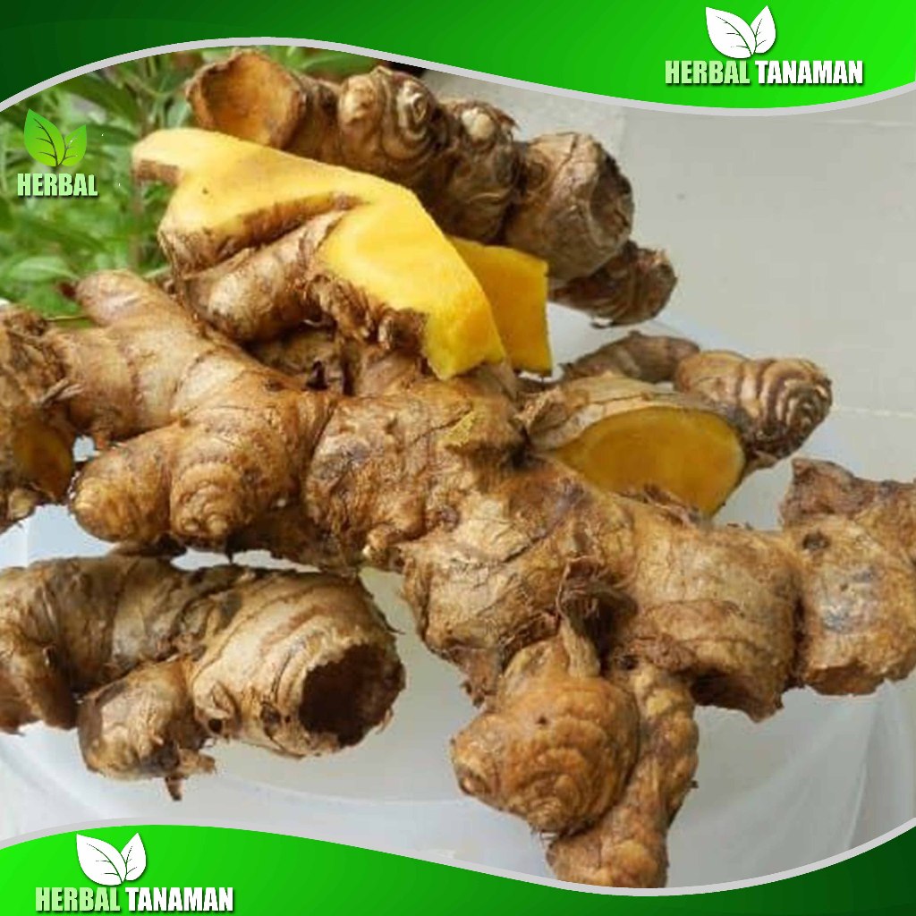 

Umbi Bangle Segar 200gr - Panglai Fresh