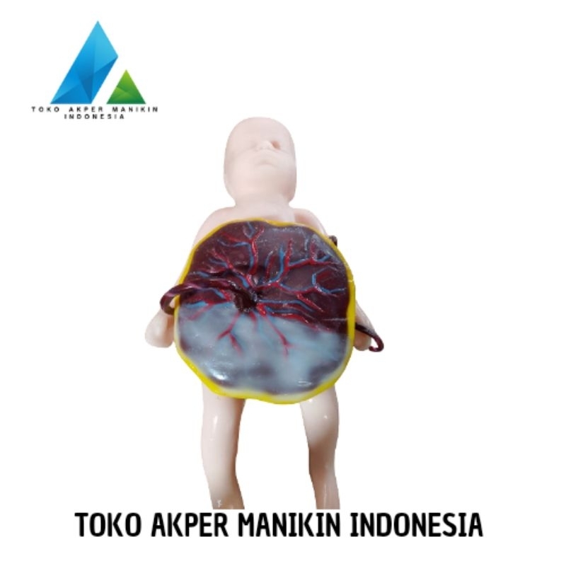 PHANTOM MANIKIN BAYI PLASENTA | ALAT PERAGA BAYI PLASENTA