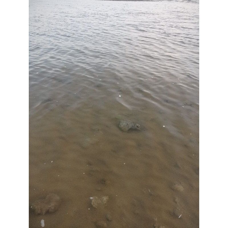 

Air laut/Air asin Asli langsung dari laut 1 Liter