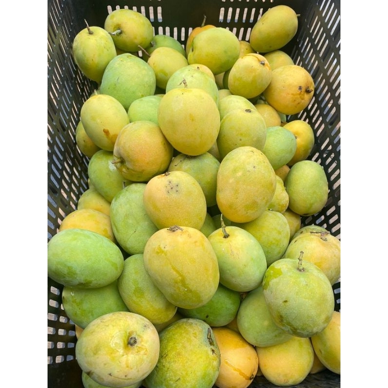 

mangga gedong