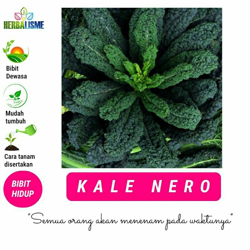BIBIT KALE NERO | HERBS | SIAP TANAM