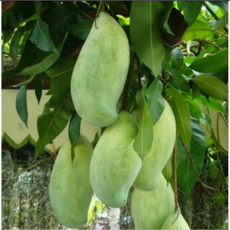 

bibit mangga mahatir super jumbo