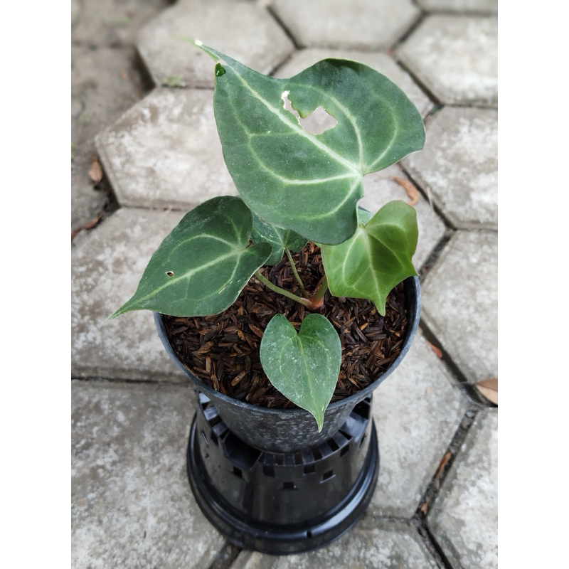 Anthurium clarinervium (tarantula)