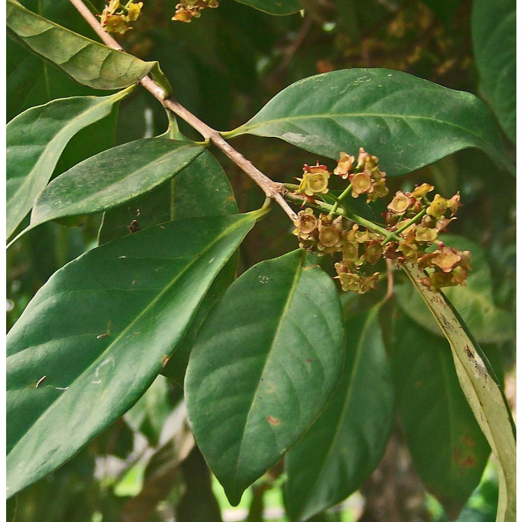 

DAUN SALAM. Daun herbal untuk kesehatan dan penyedap masakan.
