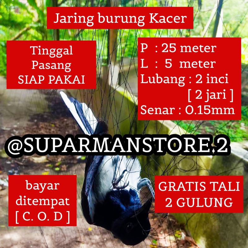 JARING BURUNG KACER 25 METER JARING BURUNG KACER 25X5 M PERANGKAP BURUNG KACER JEBAKAN BURUNG KACER 