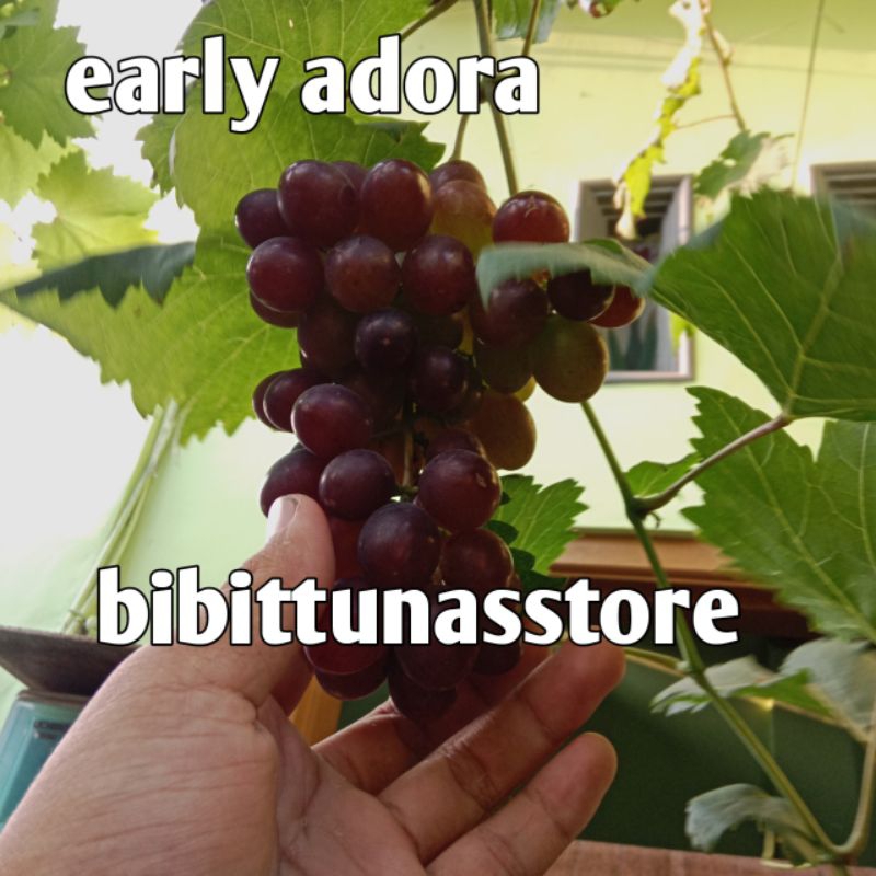 Bibit anggur early adora sedless, catalonia, heliodor, lorano grafting valid
