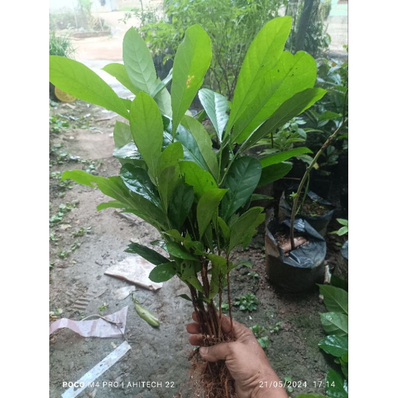 bibit kopi liberika lampung 100 batang