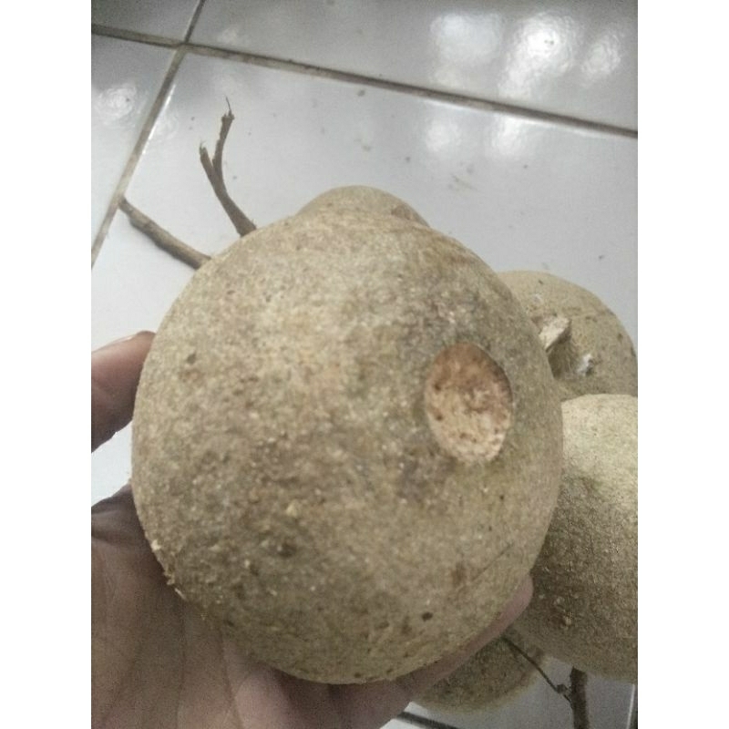 Buah Kuista/Kawista Matang Pohon 1 Kg