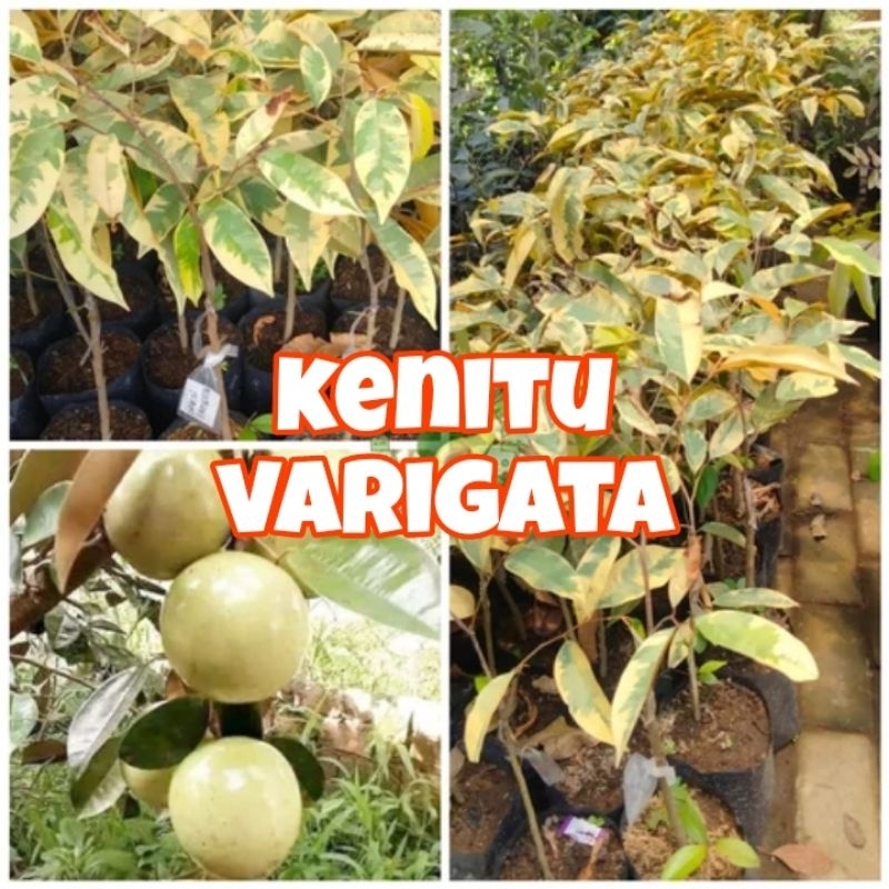 bibit unggul kenitu varigata