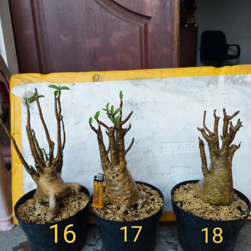 Adenium Thaisocotranum Arabicum RCN
