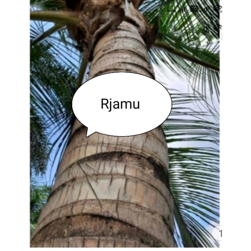 

Kulit Kayu Pohon Kelapa Kering