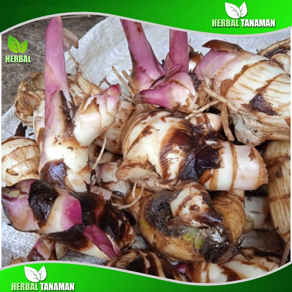 

Umbi Ganyong Segar 1 kg - Ganyo Merah Fresh Pulen dan Bersih